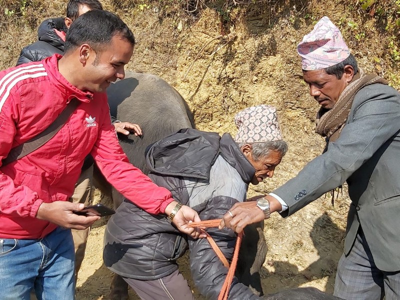 १२ किसानलाई दुहुनो भैंसी